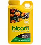 BLOOM FINAL