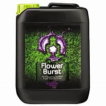 BUDDHAS TREE FLOWER BURST