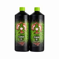 BUDDHAS TREE COCO A/B