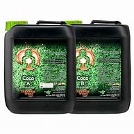 BUDDHAS TREE COCO A/B
