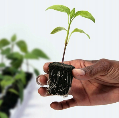 ROOT RIOT TRAY 24