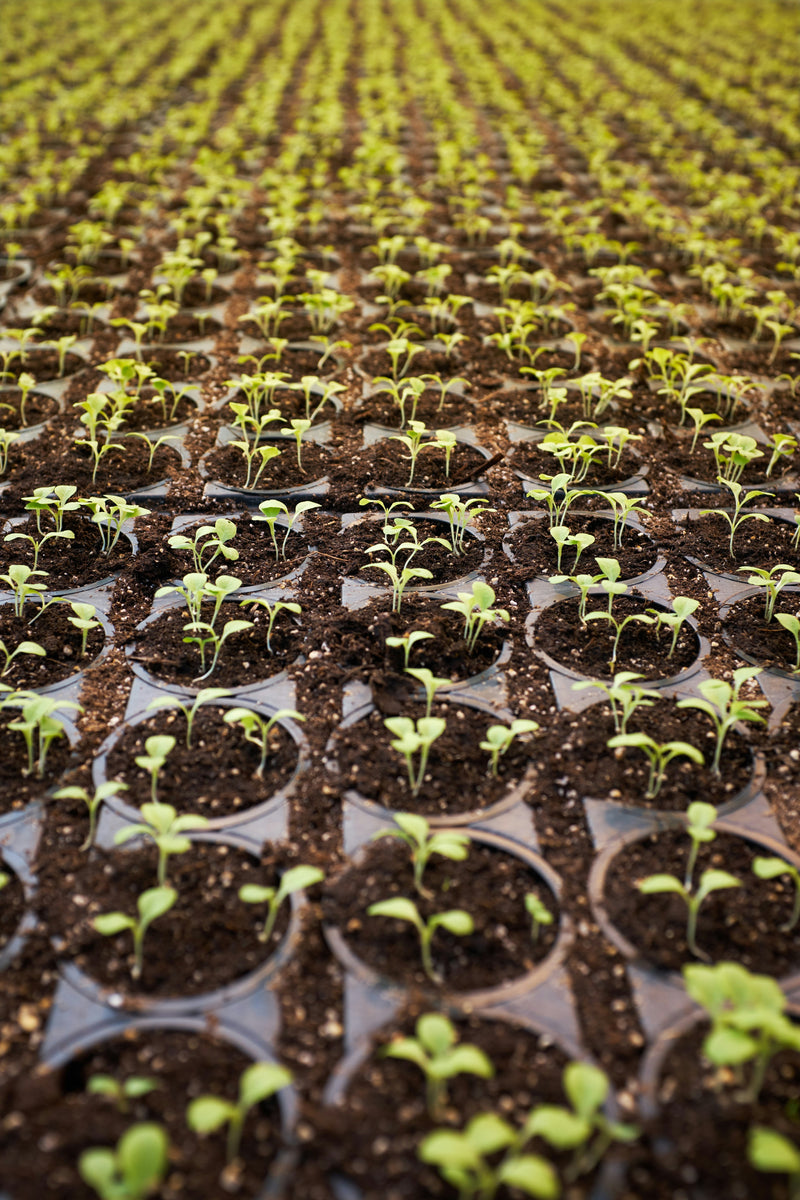 Propagation