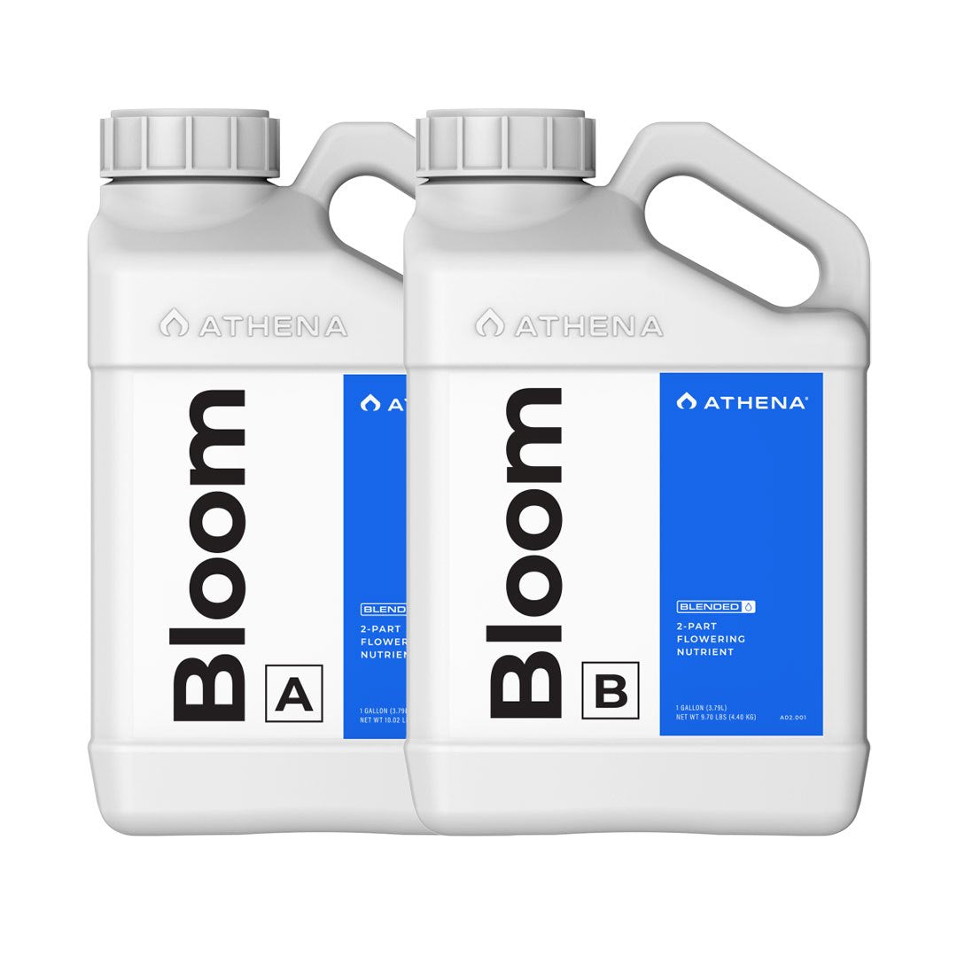 Athena Bloom A&B — 3.78L