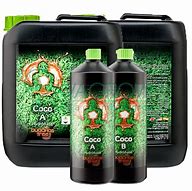 BUDDHAS TREE COCO A/B