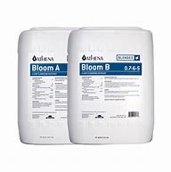 ATHENA BLOOM A&B
