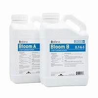 ATHENA BLOOM A&B