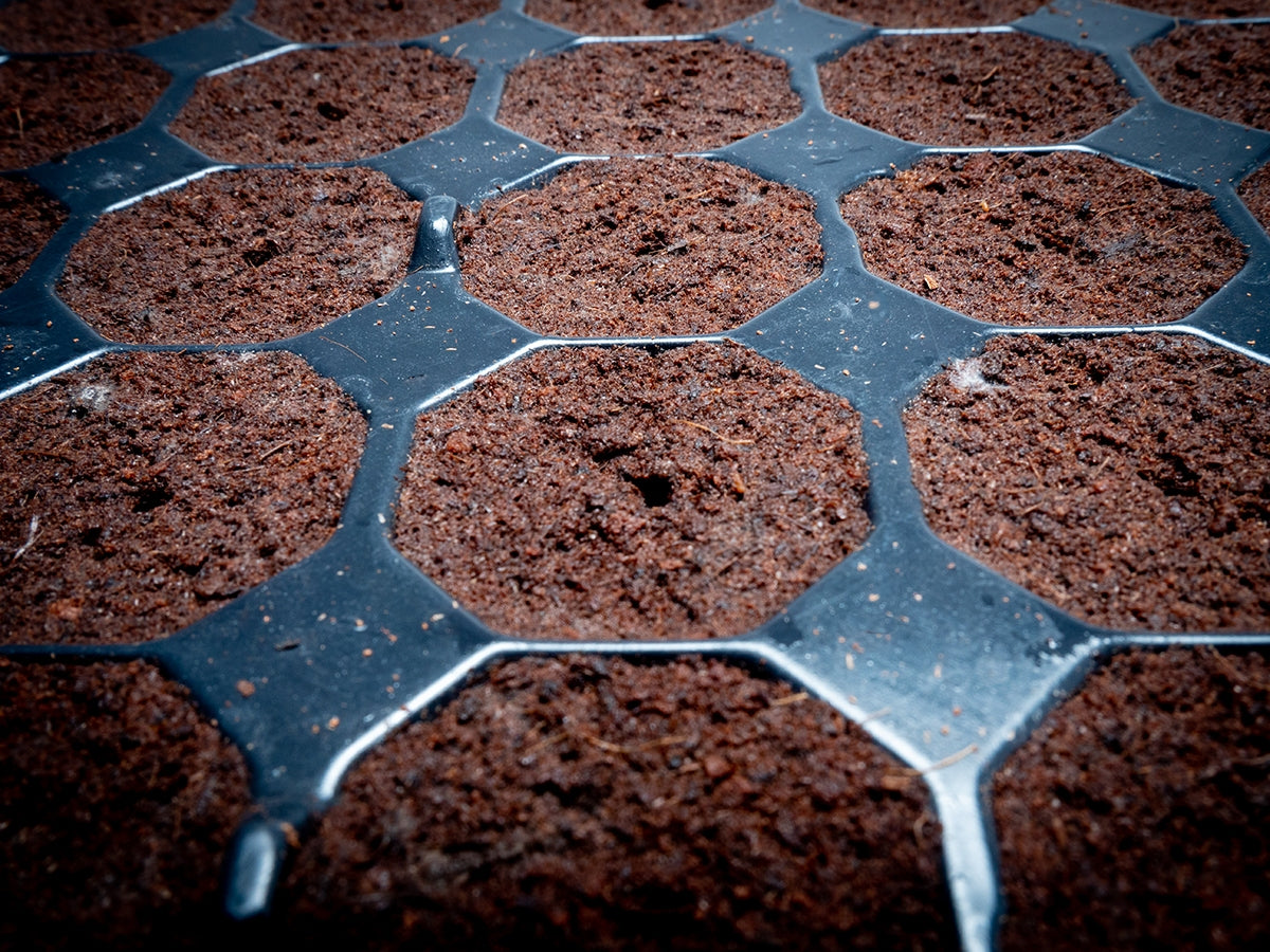 Plug Life Coco - 100% Coco Peat — 8 trays of 104 Cells