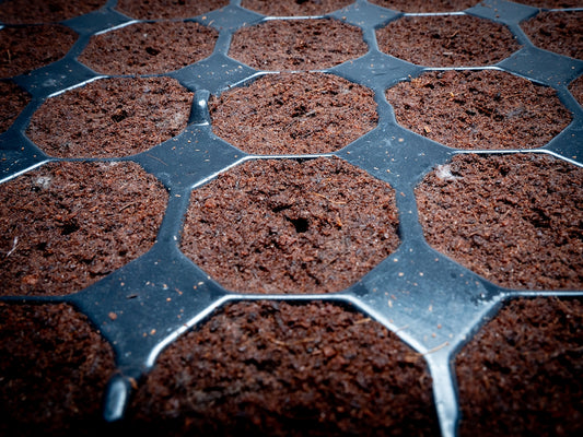 Plug Life Special Mix - Perlite, Peat & Coco — 8 trays of 104 Cells