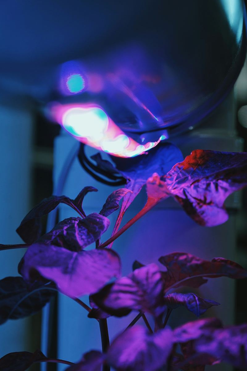 Lighting